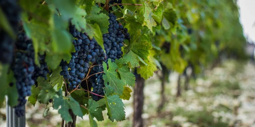 Виноградники
