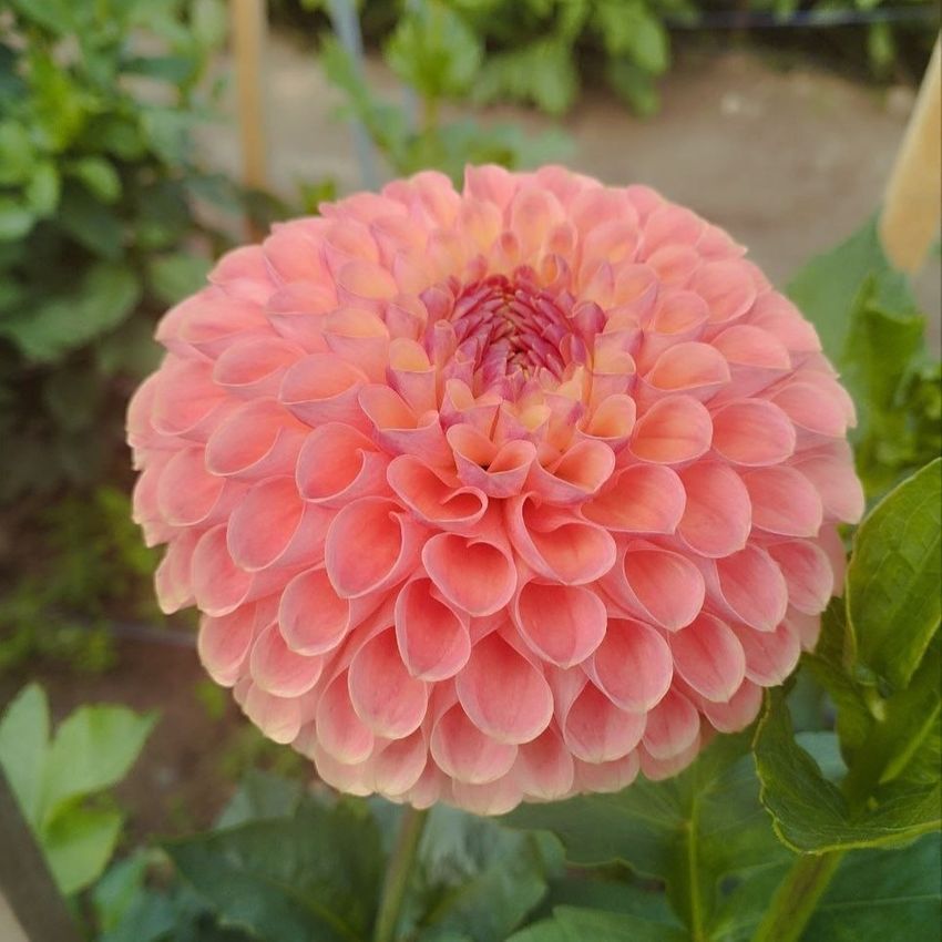 Волшебный мир тюльпанов